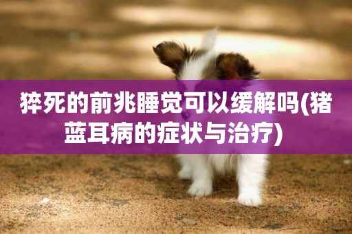 猝死的前兆睡覺可以緩解嗎(豬藍耳病的癥狀與治療) 