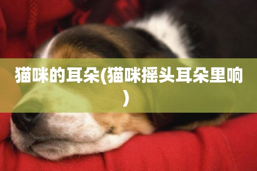 貓咪的耳朵(貓咪搖頭耳朵里響) 