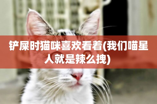 鏟屎時貓咪喜歡看著(我們喵星人就是辣么拽) 