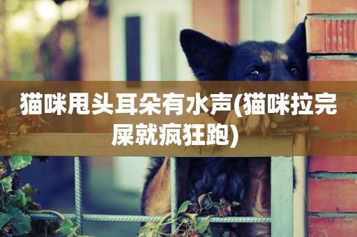 貓咪甩頭耳朵有水聲(貓咪拉完屎就瘋狂跑) 