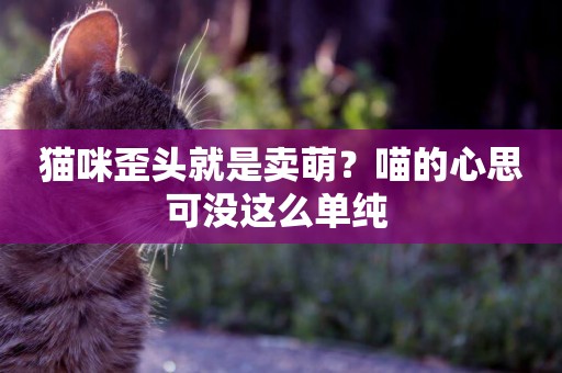 貓咪歪頭就是賣萌？喵的心思可沒這么單純 