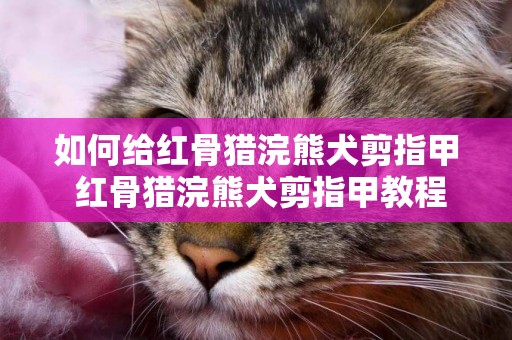 如何給紅骨獵浣熊犬剪指甲 紅骨獵浣熊犬剪指甲教程