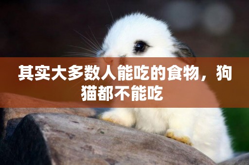 其實大多數人能吃的食物，狗貓都不能吃 