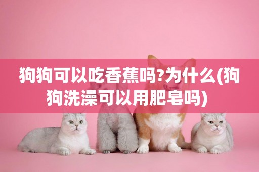 狗狗可以吃香蕉嗎?為什么(狗狗洗澡可以用肥皂嗎) 