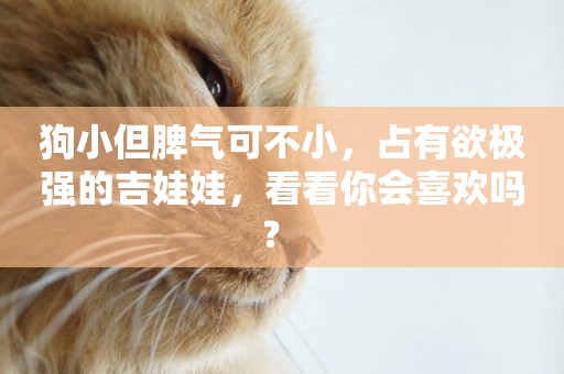 狗小但脾氣可不小，占有欲極強的吉娃娃，看看你會喜歡嗎？ 