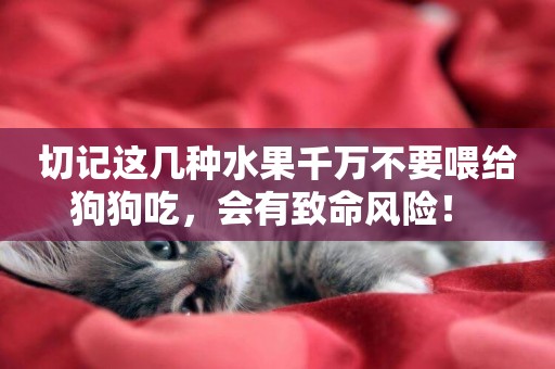 切記這幾種水果千萬不要喂給狗狗吃，會有致命風險！ 