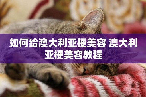 如何給澳大利亞梗美容 澳大利亞梗美容教程