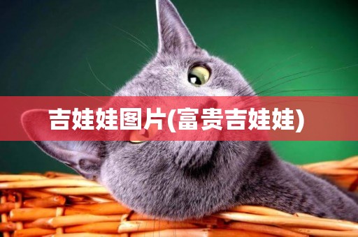 吉娃娃圖片(富貴吉娃娃) 