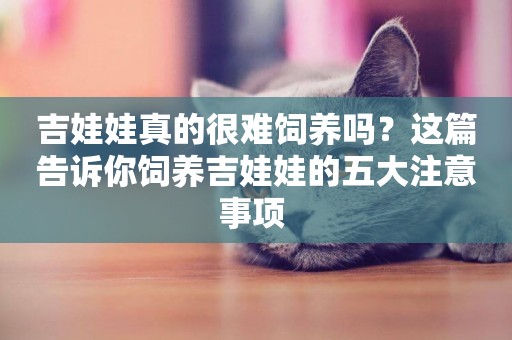 吉娃娃真的很難飼養嗎？這篇告訴你飼養吉娃娃的五大注意事項 