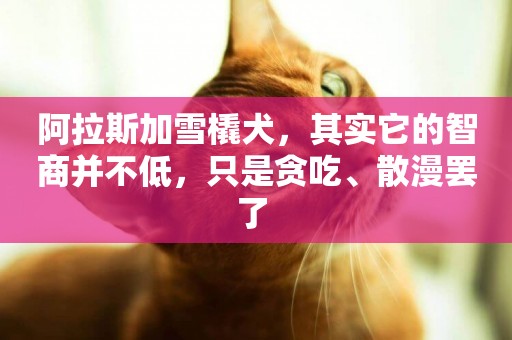 阿拉斯加雪橇犬，其實它的智商并不低，只是貪吃、散漫罷了 