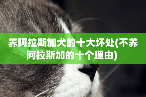養阿拉斯加犬的十大壞處(不養阿拉斯加的十個理由) 