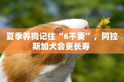 夏季養狗記住“6不要”，阿拉斯加犬會更長壽 