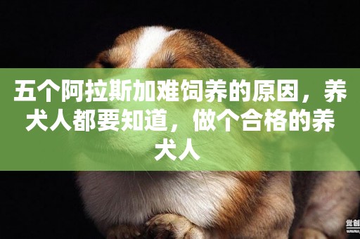 五個阿拉斯加難飼養的原因，養犬人都要知道，做個合格的養犬人 