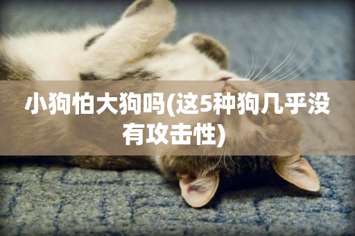 小狗怕大狗嗎(這5種狗幾乎沒有攻擊性) 