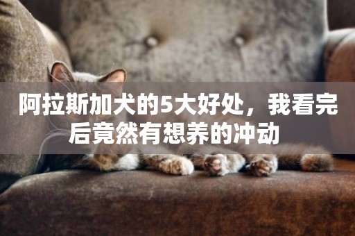 阿拉斯加犬的5大好處，我看完后竟然有想養的沖動 