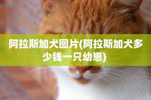 阿拉斯加犬圖片(阿拉斯加犬多少錢一只幼崽) 