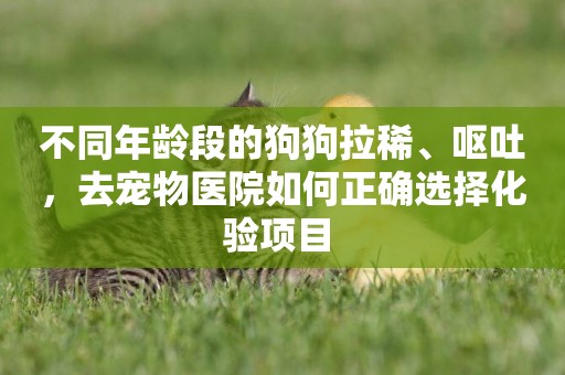 不同年齡段的狗狗拉稀、嘔吐，去寵物醫院如何正確選擇化驗項目 