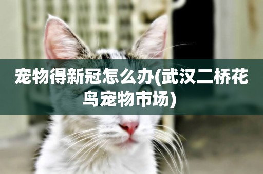 寵物得新冠怎么辦(武漢二橋花鳥寵物市場) 