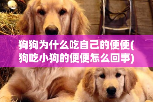 狗狗為什么吃自己的便便(狗吃小狗的便便怎么回事) 
