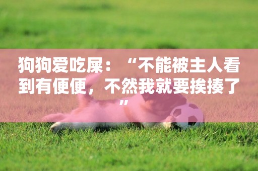 狗狗愛吃屎：“不能被主人看到有便便，不然我就要挨揍了” 