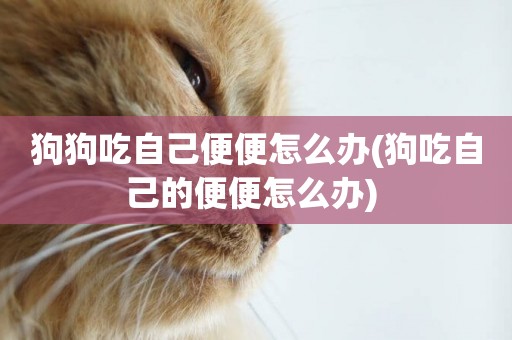 狗狗吃自己便便怎么辦(狗吃自己的便便怎么辦) 