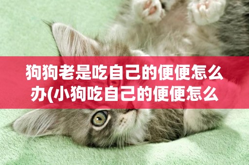 狗狗老是吃自己的便便怎么辦(小狗吃自己的便便怎么辦?什么原因?) 