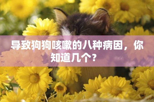 導致狗狗咳嗽的八種病因，你知道幾個？ 