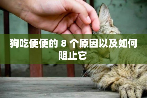 狗吃便便的 8 個原因以及如何阻止它 