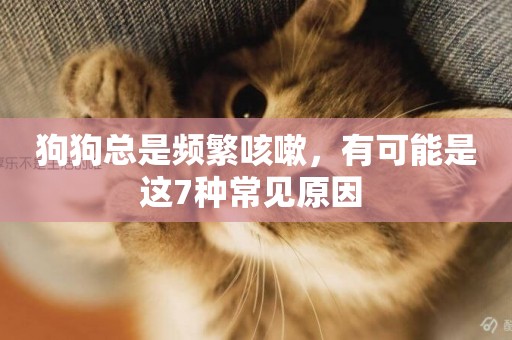 狗狗總是頻繁咳嗽，有可能是這7種常見原因 