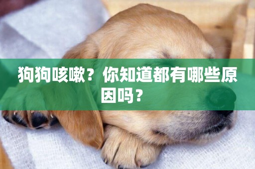 狗狗咳嗽？你知道都有哪些原因嗎？ 