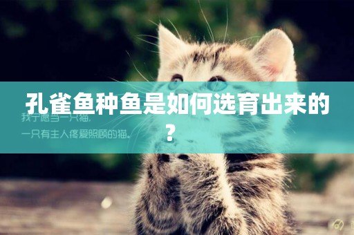 孔雀魚種魚是如何選育出來的？ 