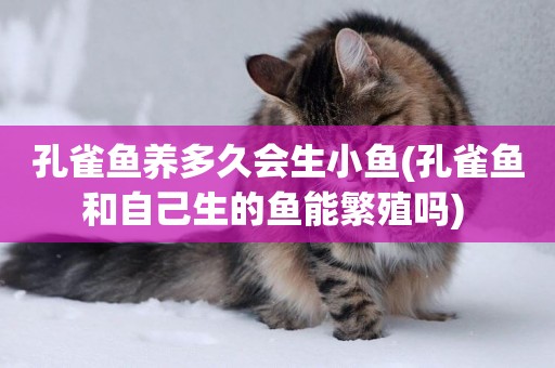 孔雀魚養多久會生小魚(孔雀魚和自己生的魚能繁殖嗎) 