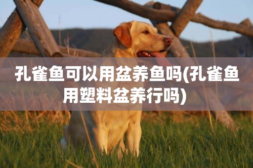 孔雀魚可以用盆養魚嗎(孔雀魚用塑料盆養行嗎) 