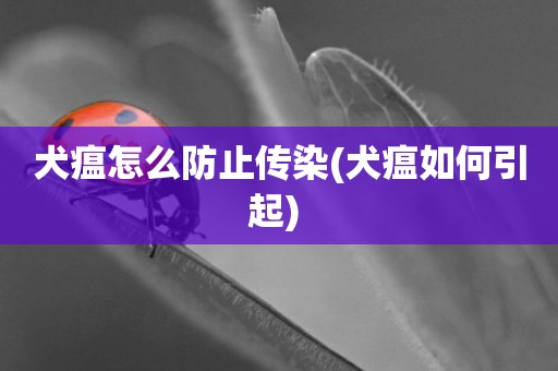 犬瘟怎么防止傳染(犬瘟如何引起) 