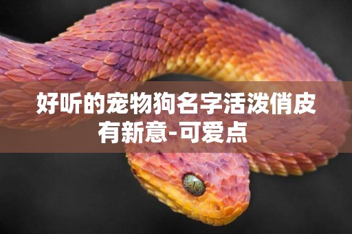 好聽的寵物狗名字活潑俏皮有新意-可愛點 