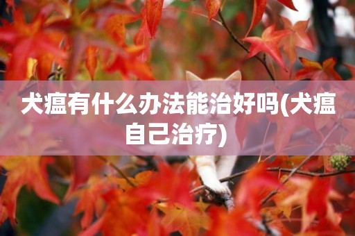 犬瘟有什么辦法能治好嗎(犬瘟自己治療) 
