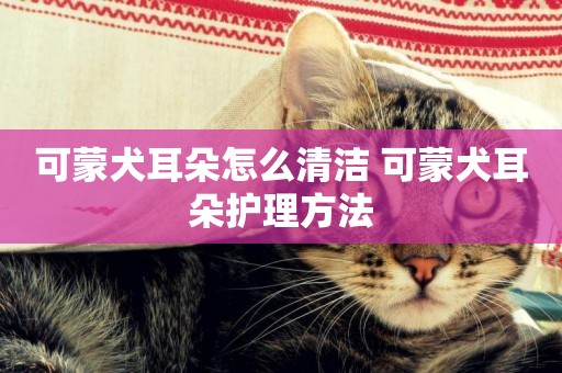 可蒙犬耳朵怎么清潔 可蒙犬耳朵護理方法