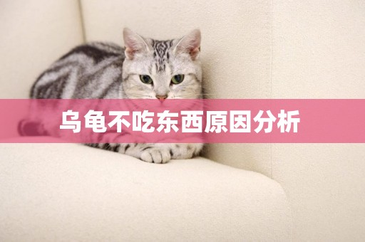 烏龜不吃東西原因分析 
