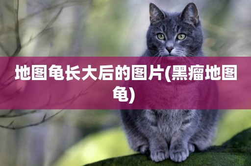 地圖龜長大后的圖片(黑瘤地圖龜) 