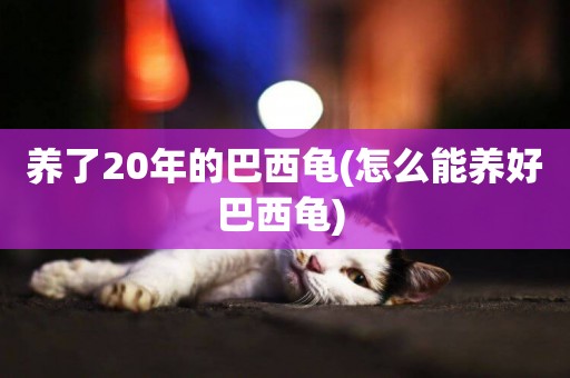 養了20年的巴西龜(怎么能養好巴西龜) 