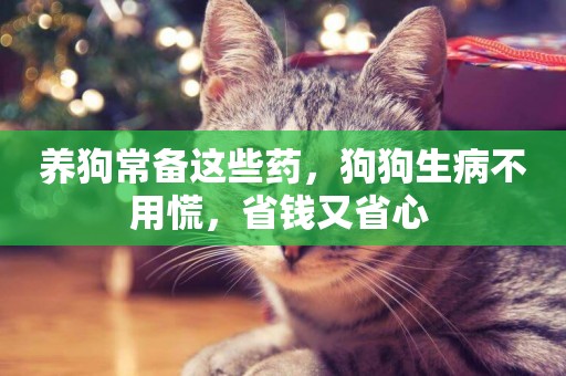 養狗常備這些藥，狗狗生病不用慌，省錢又省心 