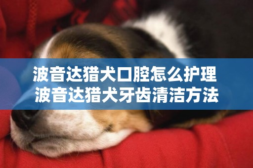 波音達獵犬口腔怎么護理 波音達獵犬牙齒清潔方法