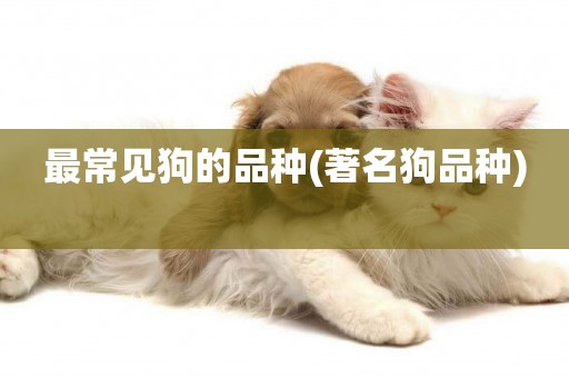 最常見狗的品種(著名狗品種) 