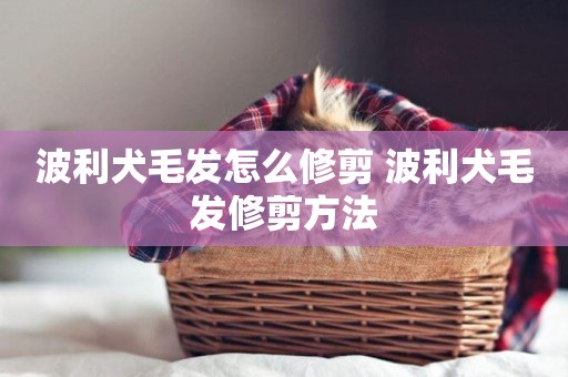 波利犬毛發怎么修剪 波利犬毛發修剪方法