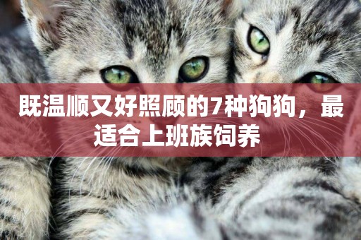 既溫順又好照顧的7種狗狗，最適合上班族飼養 