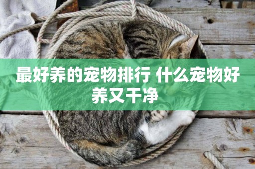 最好養的寵物排行 什么寵物好養又干凈 