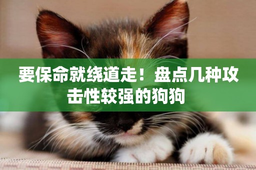 要保命就繞道走！盤點幾種攻擊性較強的狗狗 