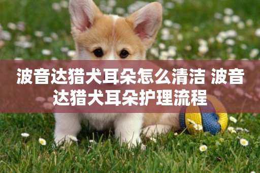 波音達獵犬耳朵怎么清潔 波音達獵犬耳朵護理流程