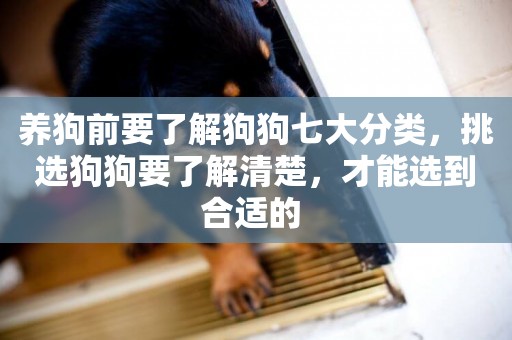 養狗前要了解狗狗七大分類，挑選狗狗要了解清楚，才能選到合適的 