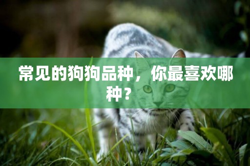 常見的狗狗品種，你最喜歡哪種？ 